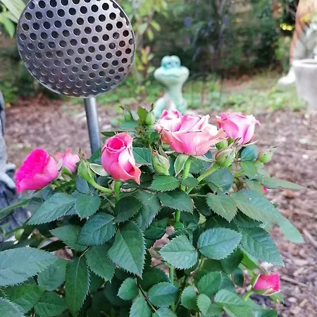 Le Domaine De Shania 乡村民宿 *